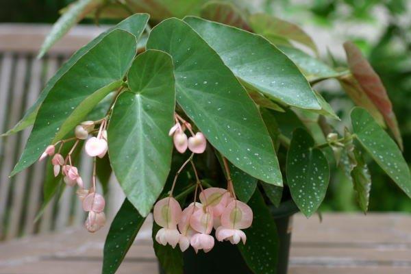 B. ‘Spring Song’